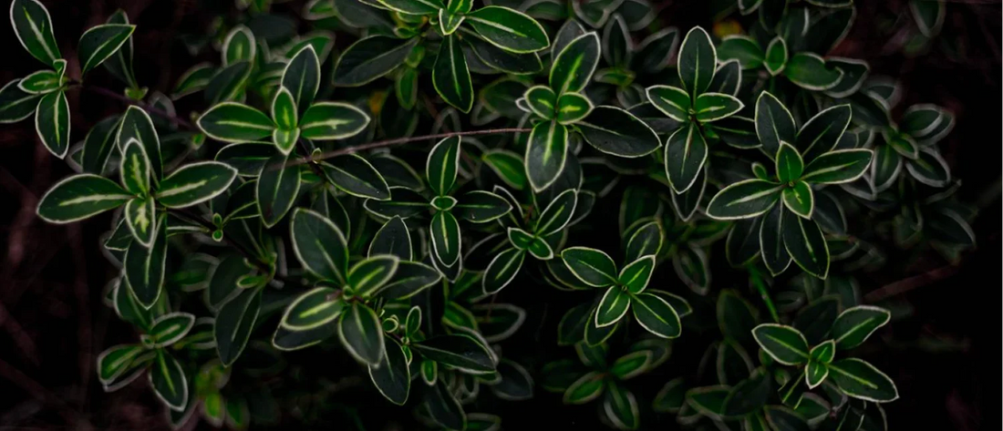 Le gaillet grateron : la plante lymphatique traditionnelle