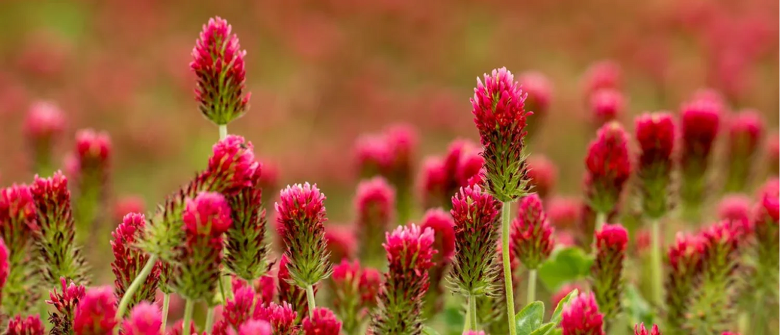 Le trèfle rouge et la circulation : à quoi sert cette plante